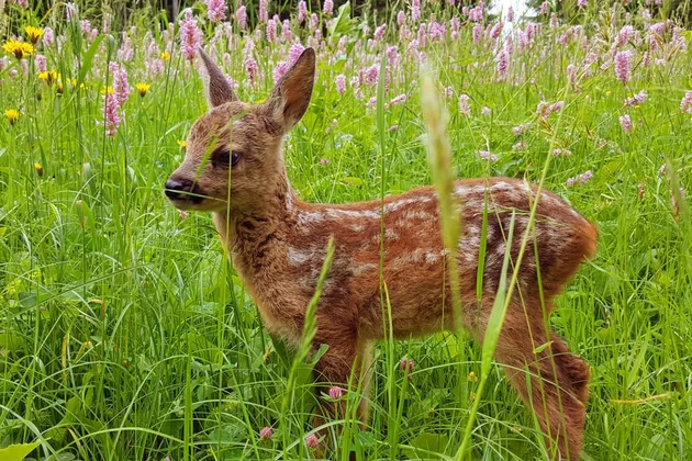 Ein Reh auf einer Wiese